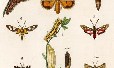 Félix-Édouard Guérin-Méneville, Iconographie du règne animal de G. Cuvier, Paris, Baillère, 1844, vol.6, pl. 84. Bibliothèque Ulm-LSH, S N z 14 (6) 8°