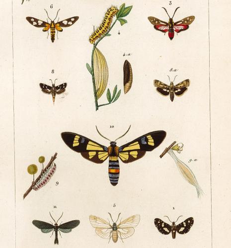 Félix-Édouard Guérin-Méneville, Iconographie du règne animal de G. Cuvier, Paris, Baillère, 1844, vol. 6, pl. 84